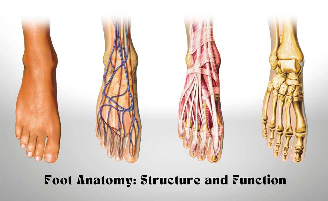 Anatomy of the foot